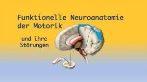 Onlinekurs "Funktionelle Neuroanatomie der Motorik"