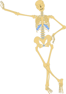 Bild eines Skeletts